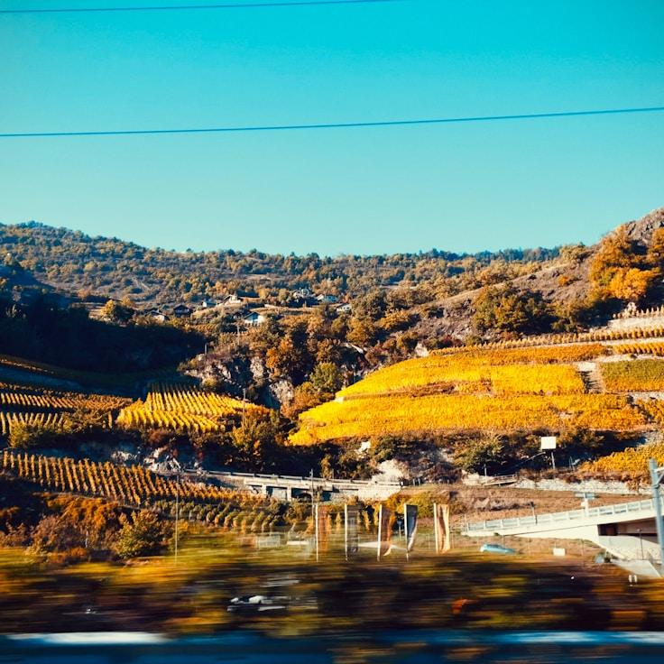 Family terraces and cafés for calm evenings in Sunnyvale